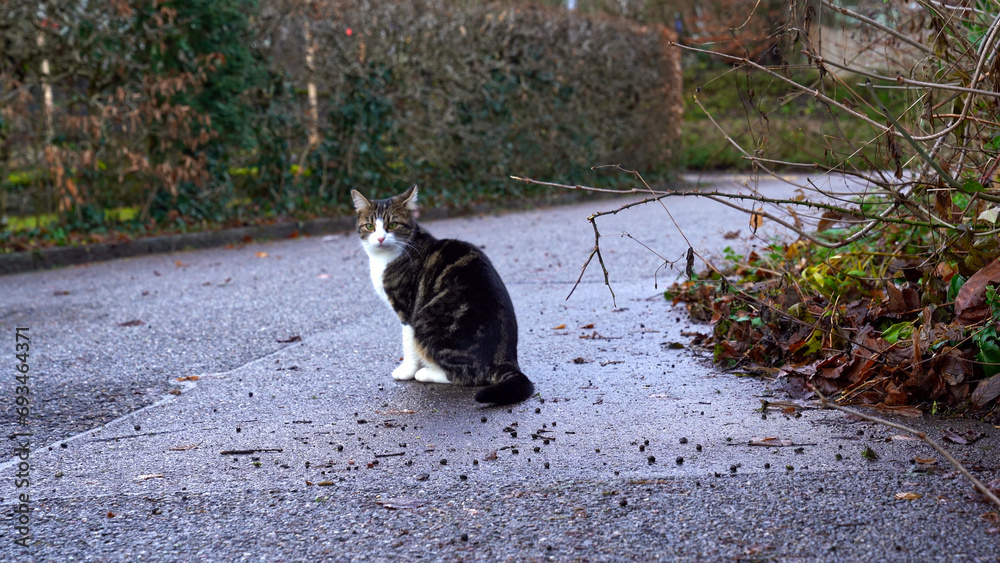Cute black brown and white tabby cat sitting on street at Swiss City of Zürich on a cloudy autumn day. Photo taken December 15th, 2023, Zurich, Switzerland. Cute black brown and white tabby cat sitting on street at Swiss City of Zürich on a cloudy autumn day. Photo taken December 15th, 2023, Zurich, Switzerland.