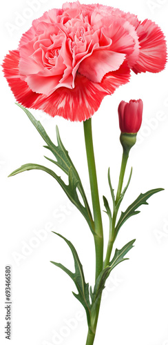 Pink carnation flower isolated isolated on transparent background