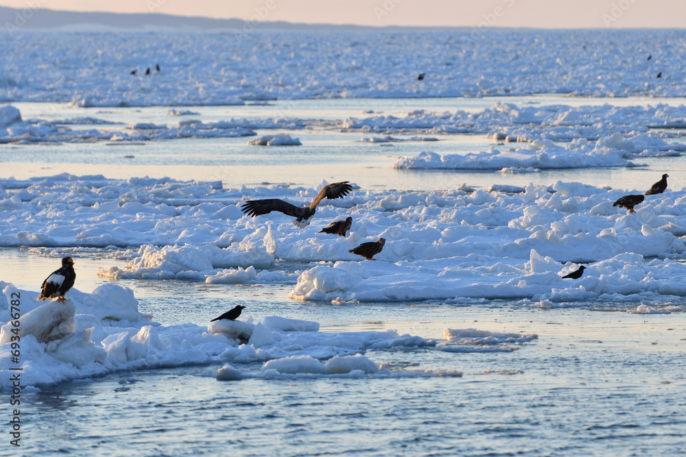 Fototapeta premium Bird watching with floating ices in winter