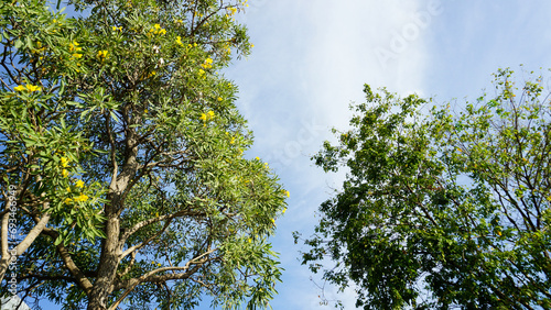 green trees with yellow flowers and a cloudy clear blue sky. For background  bottom  low angle view