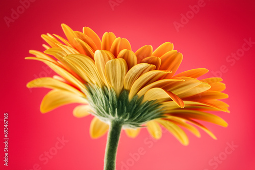 Orange gerbera daisy flower on red background