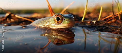 Glass Snake or Legless Lizard in morning light at Pinckney Island. photo