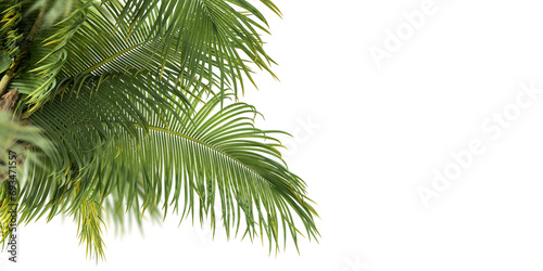 Palm tree isolated on white background