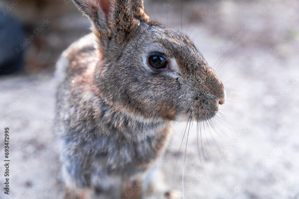 rabbit rabbit