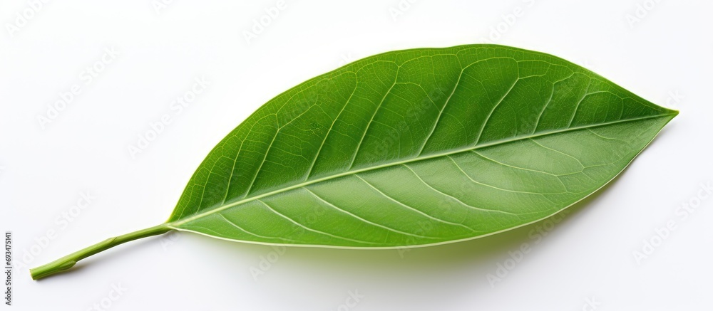 Obraz premium Ficus leaf, shallow depth.