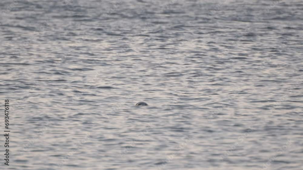 Spotted seals on the waves Spotted seals on the waves