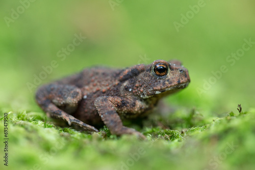 Young Common toad (Bufo bufo) among green moss in the natural ecosystem. Wildlife of Europe, the concept of wild nature.