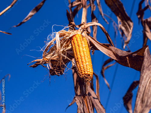Close-up of Dried corn cobs in corn field,Dry corn on corn plant