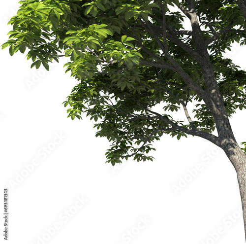 3D illustration of a tree, close-up, for framing or foreground of an illustration, 3D visualization and  digital composition