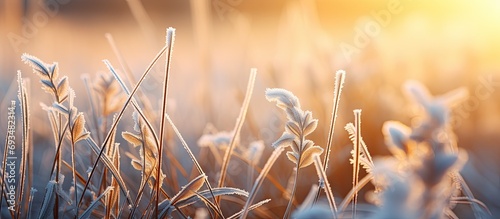 Frosty morning with blurred grass.