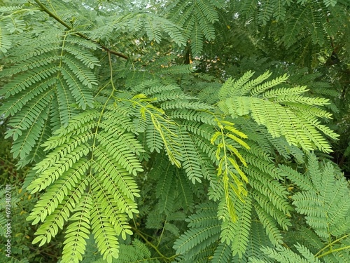 Leucaena leucocephala is a small fast-growing mimosoid tree native to southern Mexico and northern Central America and is now naturalized throughout the tropics including parts of Asia.  photo