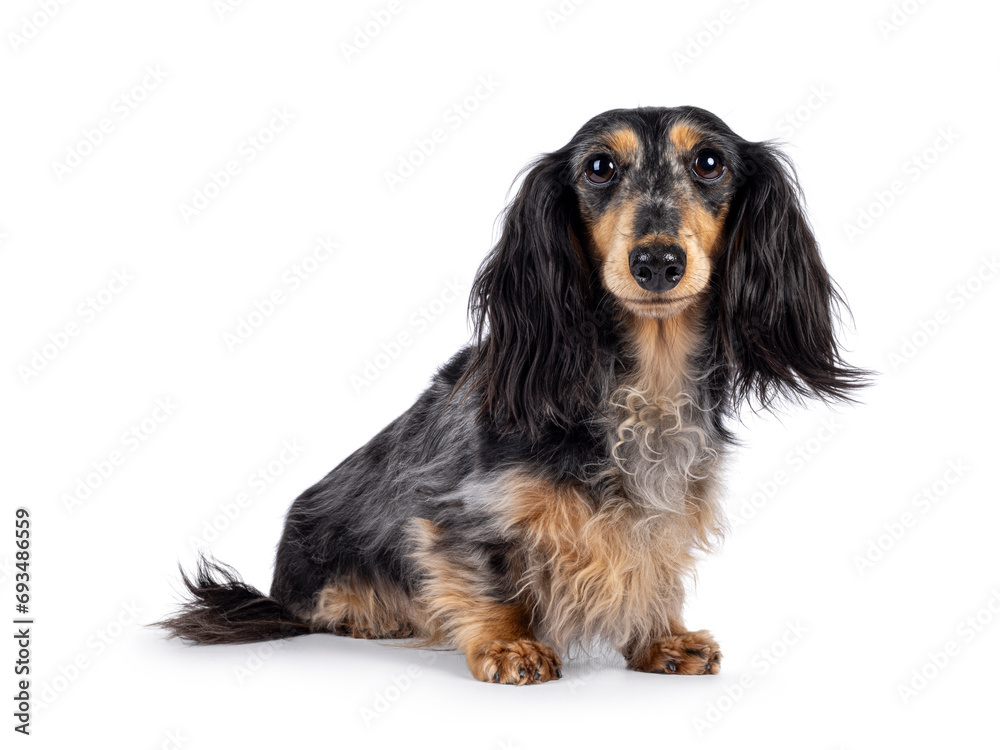 Cute smooth longhaired Dachshund dog aka teckel, sitting up side ways. Looking towards camera with puppy eyes. Isolated on a white background.