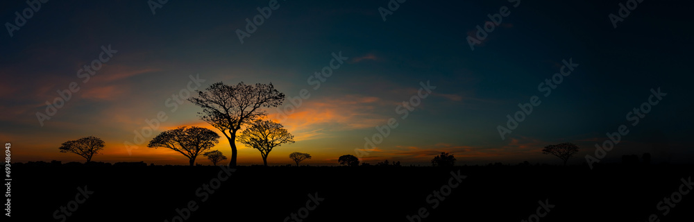 Panorama silhouette tree in africa with sunset.Tree silhouetted against a setting sun.Dark tree on open field dramatic sunrise.Typical african sunset with acacia trees in Masai Mara, Kenya.Open field.