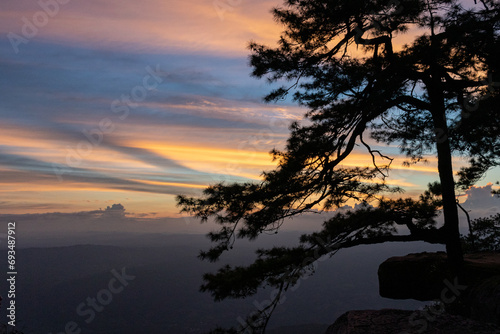 Silhouette of pine tree and misty morning At Pha Lom Sak, Phu Kradueng National Park