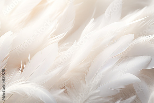 white feather background