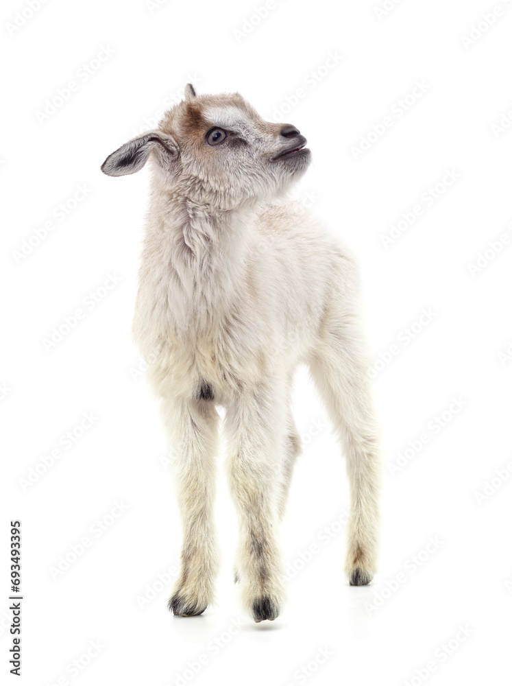 Obraz premium One white little goat.