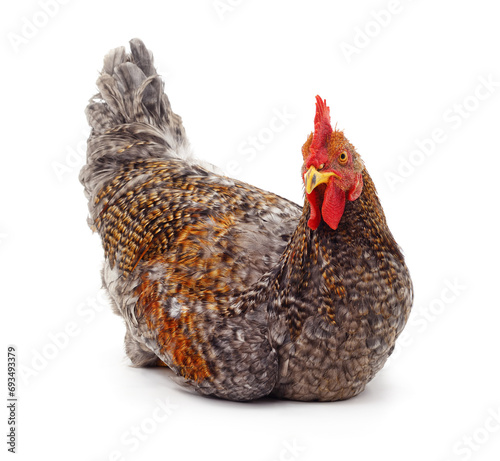 One grey cock.