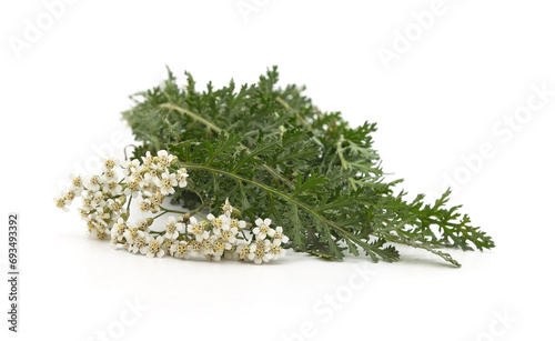 Green leaves and flowers of yarrow.