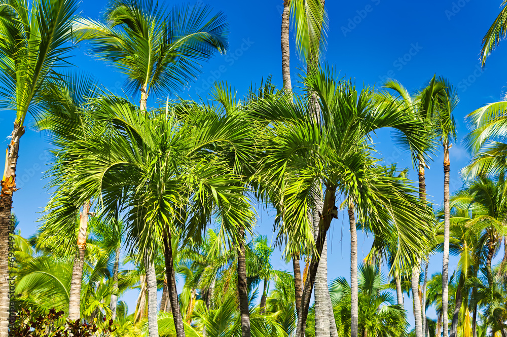Palm trees against clear blue sky during summer day. Palm trees against clear blue sky during summer day.