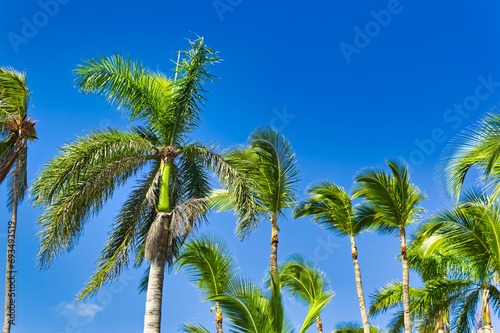 Palm trees against clear blue sky during summer day. © Goran