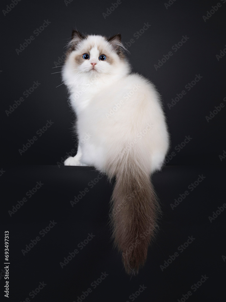 Pretty seal bicolored Ragdoll cat kitten, sitting backwards on edge. Looking over shoulder towards camera with deep blue eyes. Isolated on a black background.