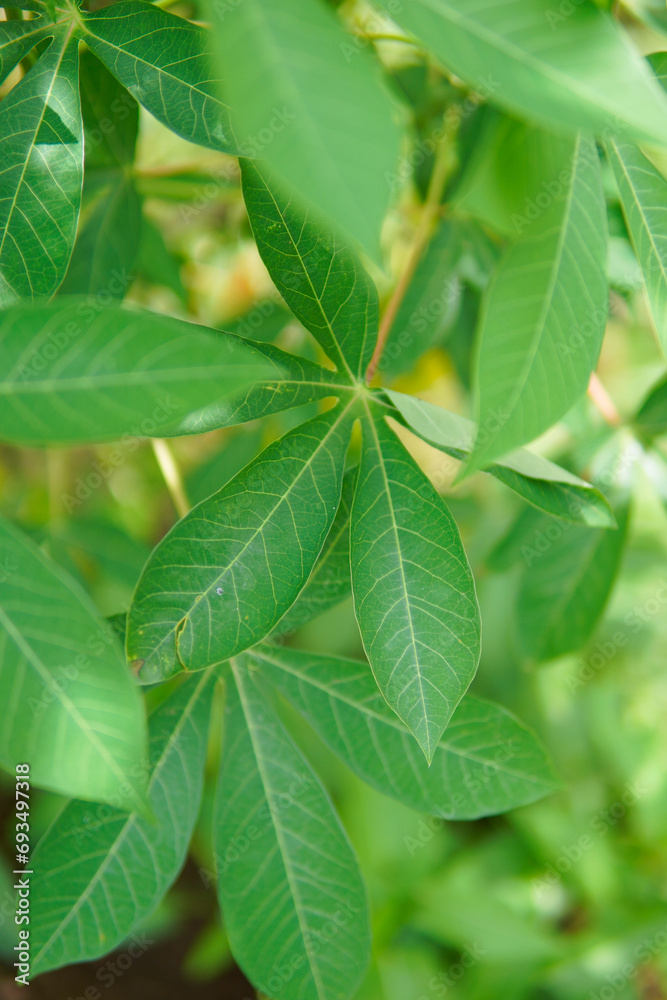 Cassava leaves whisper tales of resilience, each vein a testament to nature's endurance Cassava leaves whisper tales of resilience, each vein a testament to nature's endurance