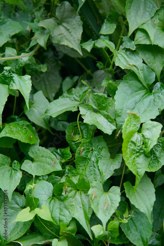 Wallpaper Mural Nature's intricate brushstrokes: A mesmerizing dance of patterns in every leaf Torontodigital.ca
