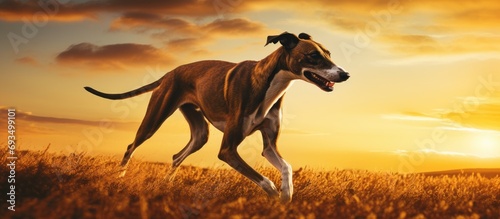 Greyhound female sprinting in a picturesque landscape during sunset.