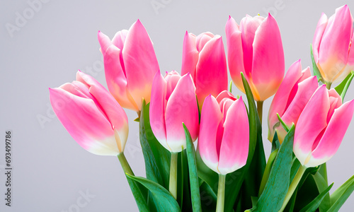 Light pink tulip bouquet on a plain background shot with soft light and a shallow depth of field