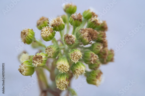 wooly butterbur inflorescence