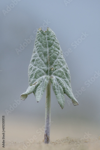 wooly butterbur leaf