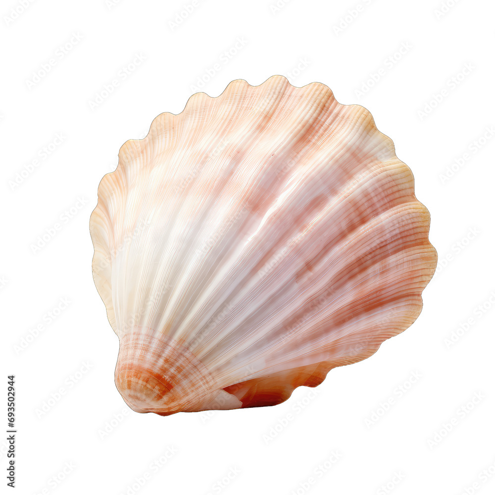 Sea shell isolated on transparent or white background, png