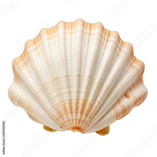 Sea shell isolated on transparent or white background, png © Stitch