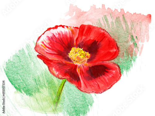 Watercolor hand painted poppy flower on white paper