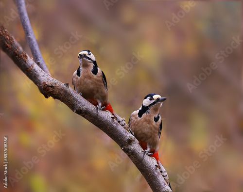 Two beautiful multi-colored woodpeckers on a branch....