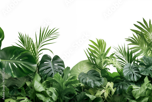 big green leaves of tropical plant monsterra with holes  floral arrangement  white background