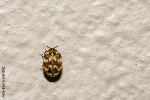 Varied Carpet Beetle - Anthrenus verbasci photo