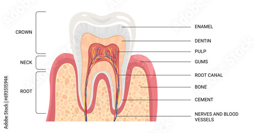 Dental anatomy, infographics. Medical banner or poster. Cross section tooth layers: enamel, dentine, pulp with blood vessels and nerves, cementum and structures around it
