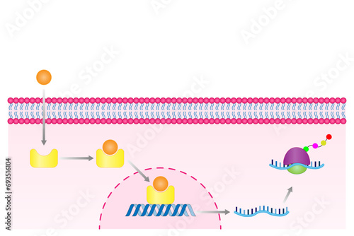 Steroid hormones mechanism of action. Steroids Bind to an intracellular receptor. Hormone-receptor complex activate gene transcription in the nucleus, followed by protein synthesis. Vector diagram