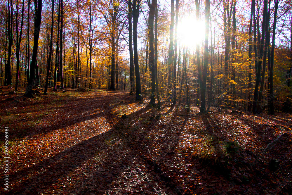 Obraz premium Sun of the forest i November autumn