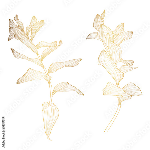 Solomon's seal (Polygonatum multiflorum), medicinal plant, golden line. Hand drawn botanical illustration. photo