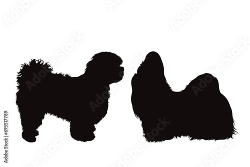Vector silhouette couple of shih tzu dogs on white background. Symbol of pet and breed. photo