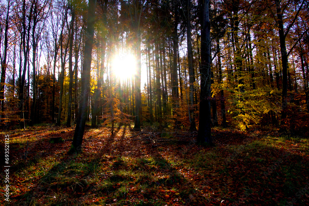 Obraz premium The sun makes the forest beautiful in November