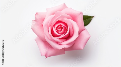 A photograph of a fresh pink rose top view, placed on a flat white color background, no shadow, png, flat white color background