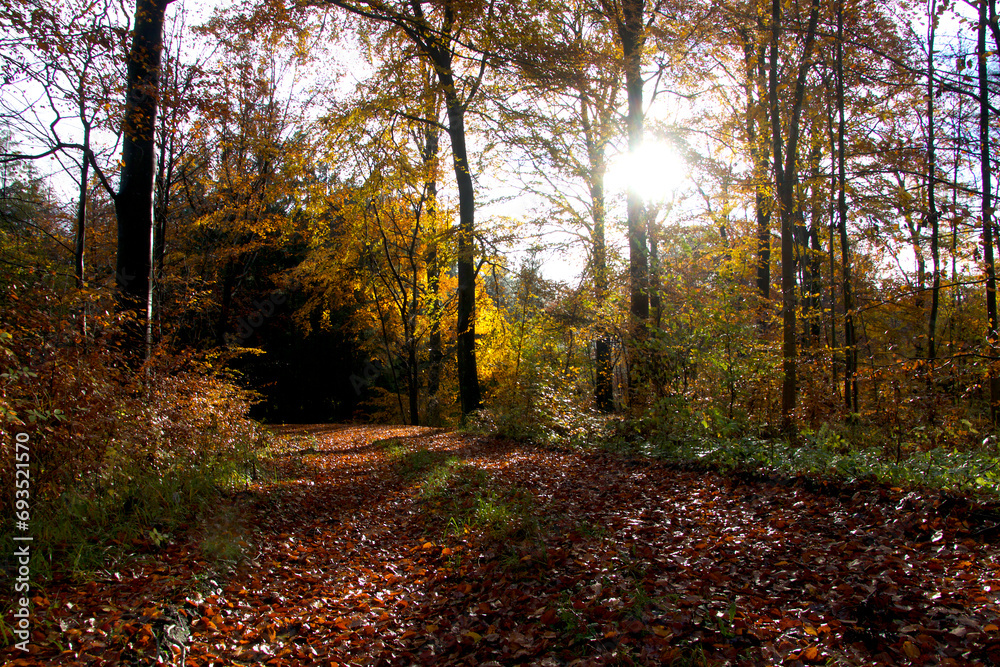 Obraz premium Trees cast shadows on the forest path
