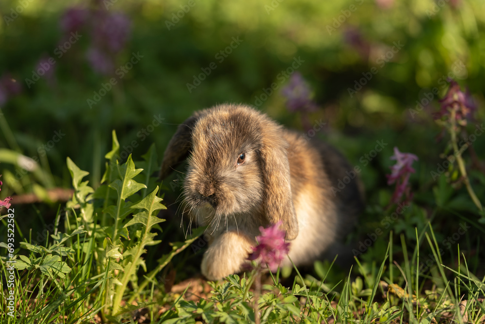 cute baby rabbit outside in garden cute baby rabbit outside in garden