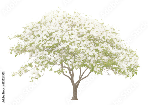 Dogwood tree isolated on white photo
