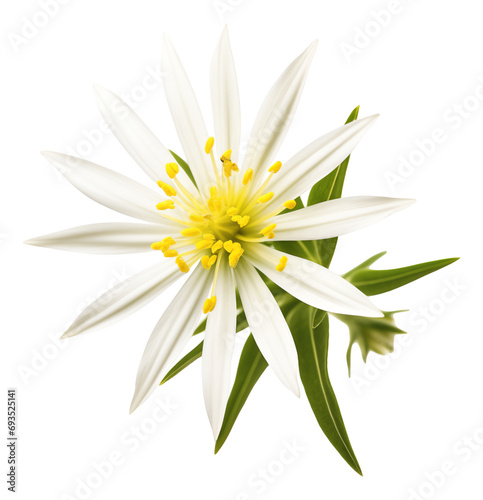 white edelweiss isolated on white background
