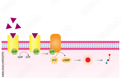 Nonsteroid hormones mechanism of action. The hormone is the first messenger, binds to the receptor and activating a second messenger inside the cell resulting in cellular response. Vector illustration