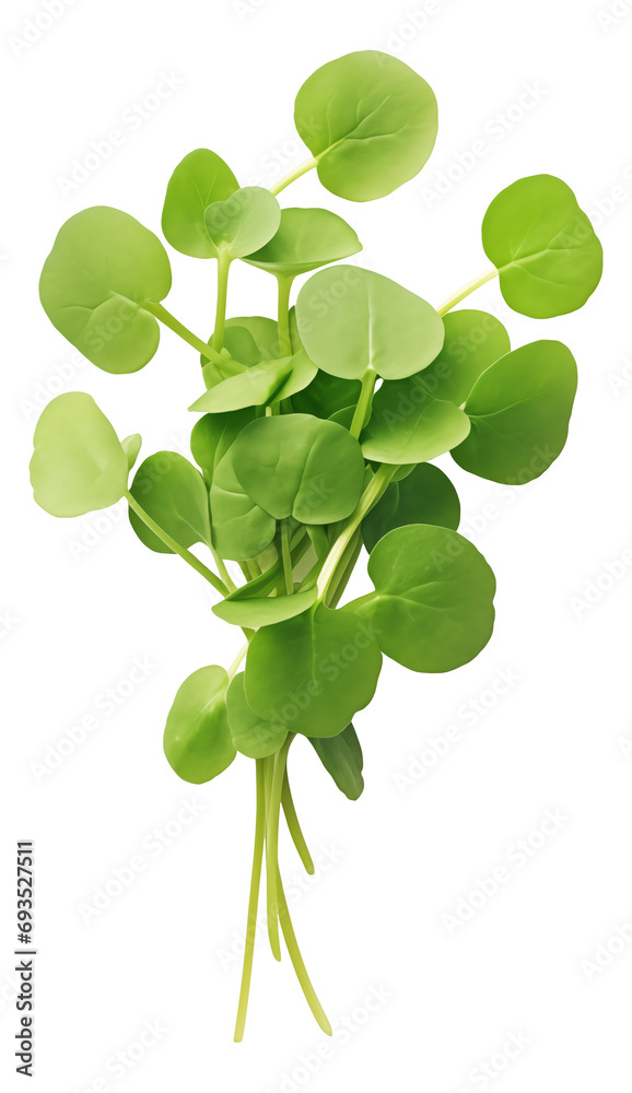Obraz premium fresh watercress isolated on white